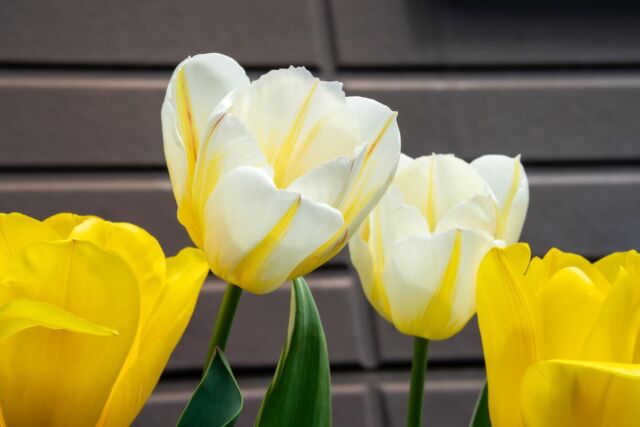 .
スタッフの石川です！

 “ハッピーピープル”も少し遅れて咲き、花壇が満開になりました🌷

白に黄色のフレームが入り、葉にも斑が入る爽やかな色合いで、可愛らしいチューリップです💛

最近は暖かいを通り越して暑いので、もう少し花が持って欲しいなと見守っています👀

—————————

こちらから ⇨ @oak_kagu 
✦ その他の投稿
✦ 納品 設置事例
✦ 新商品・イベント情報

家具・インテリア館 オーク
お気軽にお問い合わせ下さい🚩

—————————

#家具のオーク #家具 #家具屋 #山梨家具 #山梨家具屋 #山梨インテリア #山梨インテリアショップ #インテリアショップ #インテリア #山梨 #山梨県 #南アルプス市 #私の花の写真 #ザ花部 #はなまっぷ #花撮り人 #寄せ植え #春の花壇 #ガーデニング #チューリップ #ストロングゴールド #ハッピーピープル #ビオラ #フィオリーナ .
.